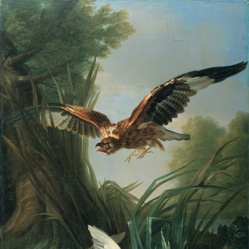 Hawk attacking A Wild Duck