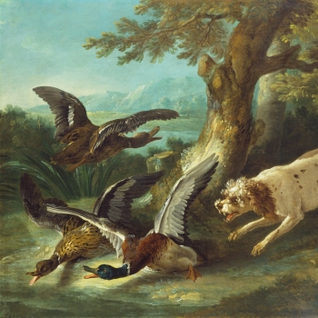 Spaniel pursuing Ducks