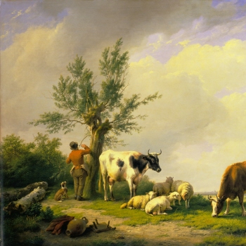 Sheep and Cows