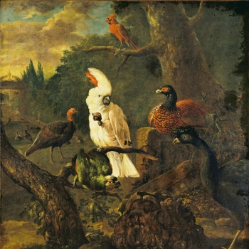 White Cockatoo and other Birds