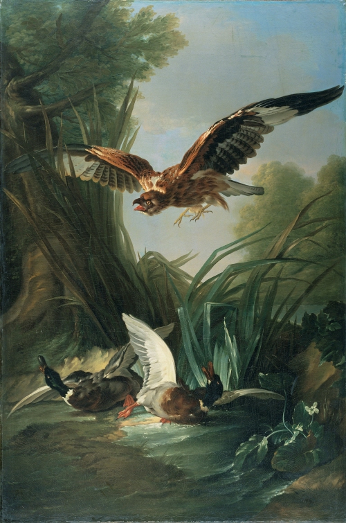 Hawk attacking A Wild Duck
